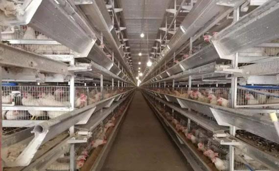 “全球最智能”蛋雞場明年在崇明投產