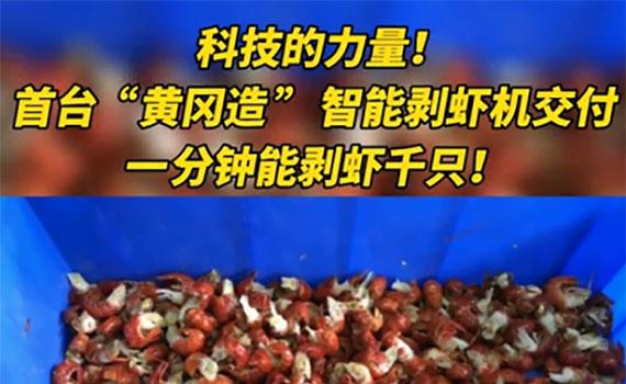 每分鐘千只龍蝦剝好，智能剝蝦機引關注