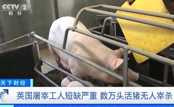 英國養豬業半年損失10億元，數萬頭豬無人殺