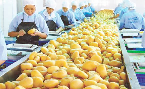 食品加工：水果加工流水線流程