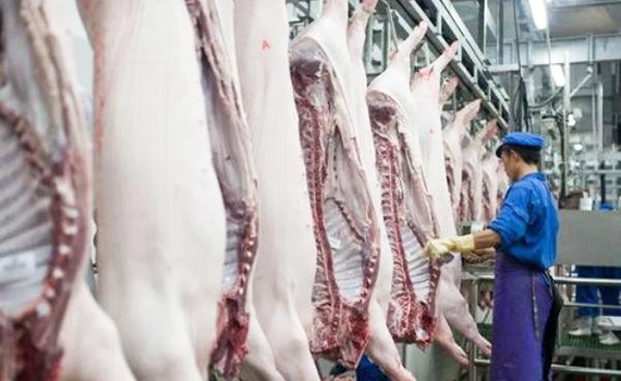 春節前夕豬肉價格持續下跌 發改委拉響三級預警