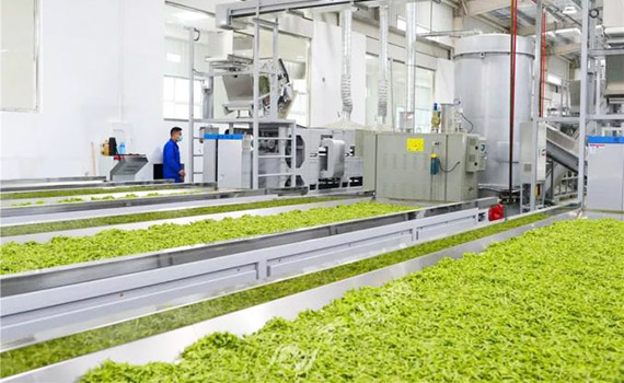 安順規劃新增一條自動化夏秋茶初制生產線，單日鮮葉處理能力8萬斤！