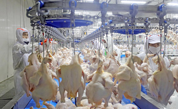 生雞屠宰分割流水線工藝流程