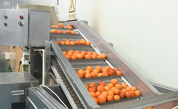 柑橘鮮果榨汁生產(chǎn)線智能迎豐收