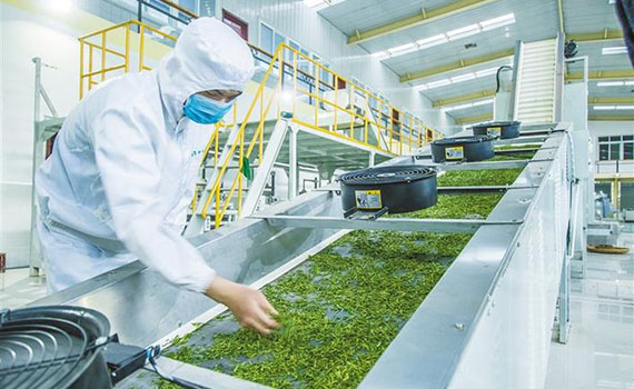 黃山小罐茶業(yè)：智能工廠引領(lǐng)茶產(chǎn)業(yè)數(shù)字化轉(zhuǎn)型