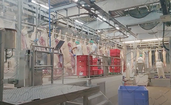 生豬屠宰自動化生產線中懸掛鏈輸送線的創新與突破