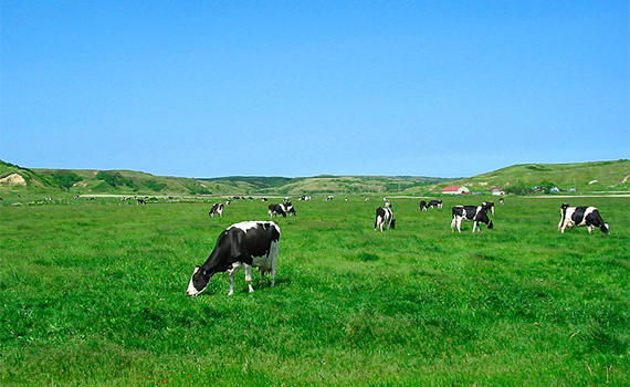 食品行業(yè)自動化生產(chǎn)線輸送線：推動北海牧場香港市場布局的利器