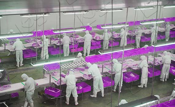 白條分割技術：現代生豬屠宰的關鍵步驟