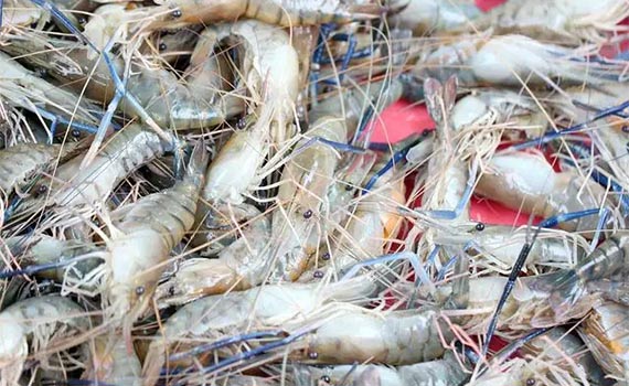 科技興漁，新疆水產(chǎn)養(yǎng)殖業(yè)的自動化轉(zhuǎn)型之路