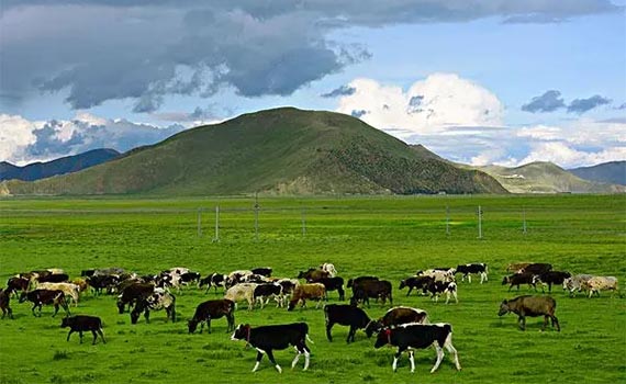 西部牧業(yè)控股股東更迭，天得生物接掌大局