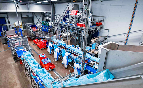 豬肉分割輸送線高效肉類加工的關(guān)鍵