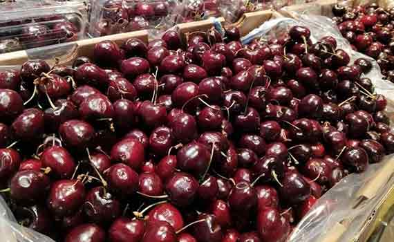 車厘子保鮮記：從枝頭到舌尖的新鮮 “接力”