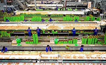 江西臍橙加工生產線推動鄉村振興