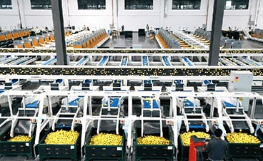 揭秘雪王先進工廠：自動化流水線如何重塑冰淇淋制造未來