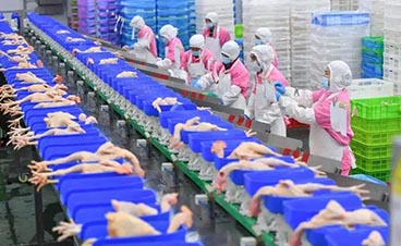 湖南首家智能化供港冰鮮雞食品工廠突破出口，自動化生產助力湘味農產品闖香港